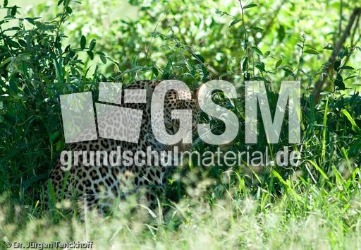 leopard (46 von 60).jpg